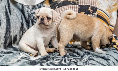 Cute Pug Puppy Sitting On Sofa