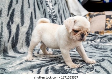 Cute Pug Puppy Sitting On Sofa