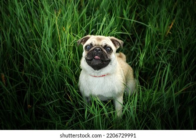 Cute Pug Puppy Sitting In Tall Green Grass