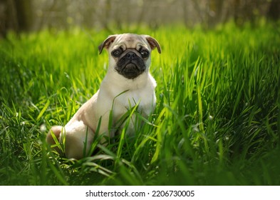 Cute Pug Puppy Sitting In Tall Green Grass