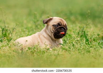 Cute Pug Puppy Sitting In Tall Green Grass