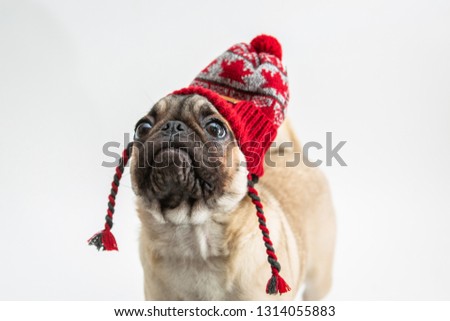 Cute pug puppy wearing a winter hat with red maple leaves