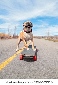 cute pug riding a skateboard on a path in a park