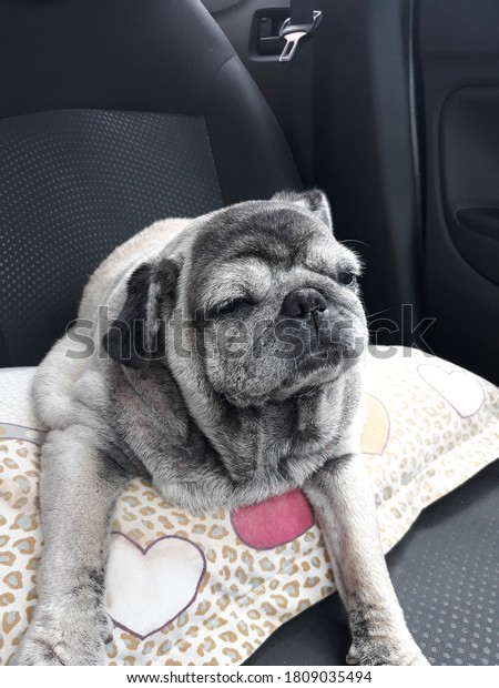 Cute pug sleepy in the\
car