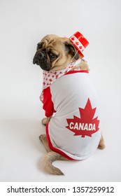 Cute pug wearing a red & white Canada shirt with maple leaf bandana and hat 