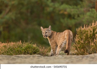 Cute Puma Cub