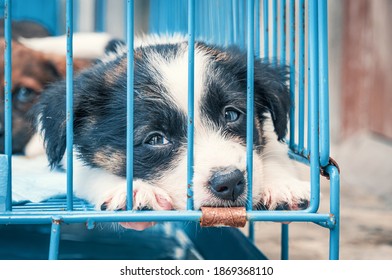 Cute puppies in a cage at an animal shelter. Dog shelter.