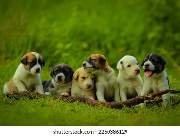 Cute Puppies Full HD Wallpaper 