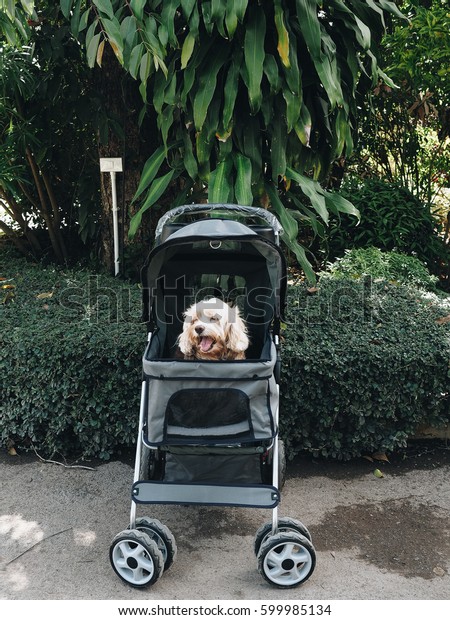 Cute puppies on a stroller with a beautiful\
fluttering scene in the\
morning.