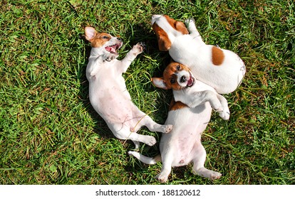 Cute puppies playing outdoors