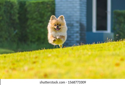 Cute puppies Pomeranian Mixed breed Pekingese dog run on the grass with happiness.