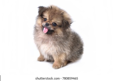 Cute puppies Pomeranian Mixed breed Pekingese of dog standing on white background.