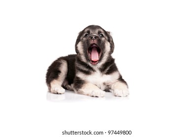 犬 あくび の写真素材 画像 写真 Shutterstock