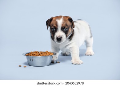 Cute puppy of 2 months stands in front of a bowl of food. A small dog on a blue background