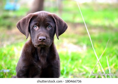 Cute Puppy