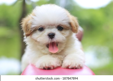 Cute Puppy 