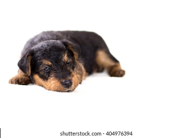 Cute Puppy - Airedale Terrier Puppy  On White Background