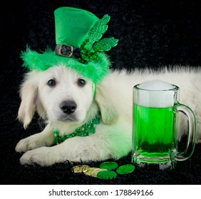 A cute puppy all ready for St. Patrick's Day party, on a black background.