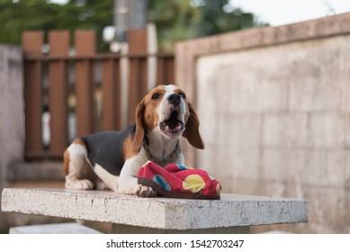 Cute Puppy Beagle Barking Sitting On The Table