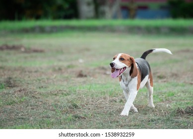 do beagles have pink noses