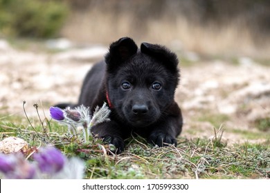 Cute puppy of a black German shepherd lies on the grass in spring - Powered by Shutterstock