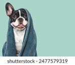 Cute puppy and blue towel. Grooming dog. Close-up, indoors. Studio shot. Concept of care, education, obedience training and raising pets