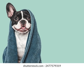 Cute puppy and blue towel. Grooming dog. Close-up, indoors. Studio shot. Concept of care, education, obedience training and raising pets - Powered by Shutterstock