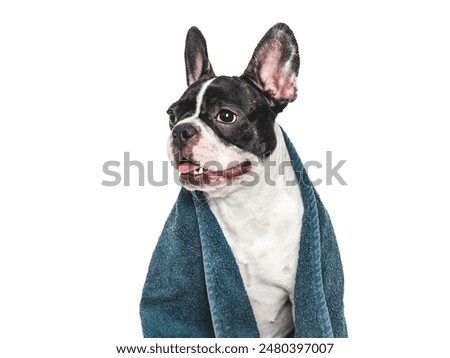 Cute puppy and blue towel. Grooming dog. Close-up, indoors. Studio shot. Concept of care, education, obedience training and raising pets