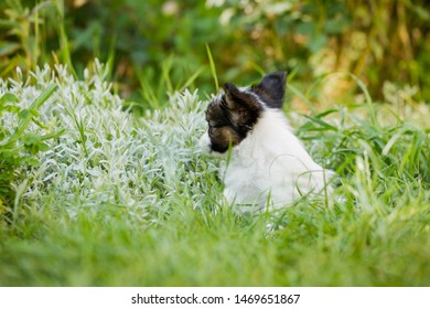 Cute puppy of breed papillon on green grass in the garden