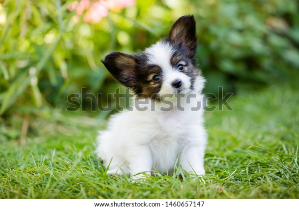 庭の緑の草の上にパピヨンのかわいい子犬 の写真素材 今すぐ編集