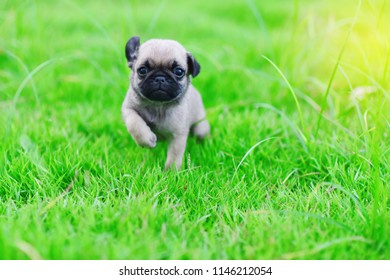 Cute Puppy Brown Pug With Green Grass