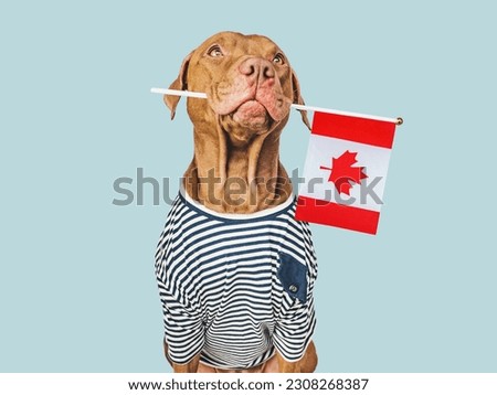 Cute puppy with Canadian Flag. Travel preparation and planning. Closeup, indoors. Studio shot, isolated background. Vacation, travel and tourism concept. Pets care