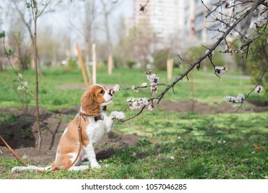 Cute puppy Cavalier King Charles with tree