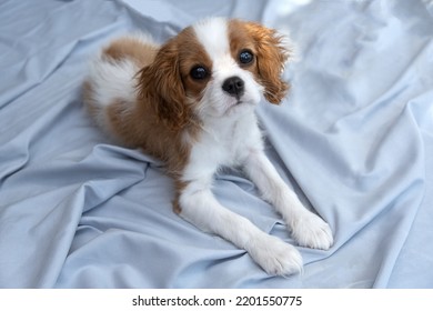  Cute Puppy Cavalier King Charles Spaniel On Green Bad. Banner.