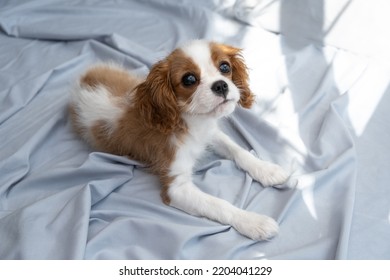  Cute Puppy Cavalier King Charles Spaniel On Green Bad. Banner