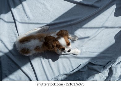  Cute Puppy Cavalier King Charles Spaniel On Green Bad. Banner