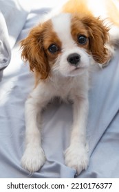  Cute Puppy Cavalier King Charles Spaniel On Green Bad. Banner