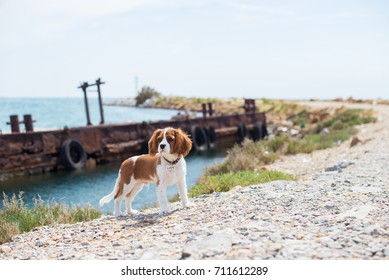 Cute puppy cavalier king charles spaniel on the background of an abandoned barge