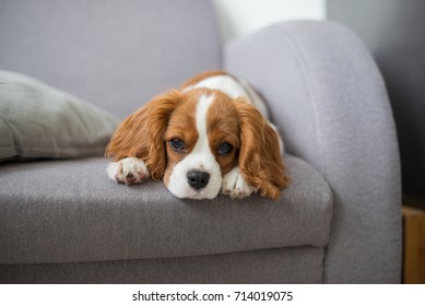 Cute puppy cavalier king charles on sofa
