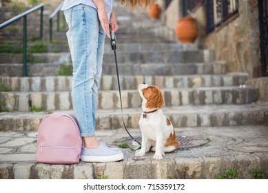 Cute puppy cavalier king charles with pink bag on the stairs 
