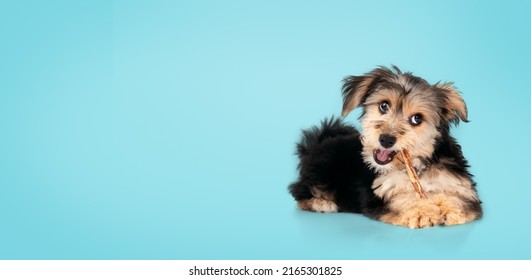 Cute puppy with chew stick in mouth on blue background. Fluffy black and brown puppy teething. 4 months old male morkie dog chewing on a dental stick while looking at camera. Selective focus. - Powered by Shutterstock