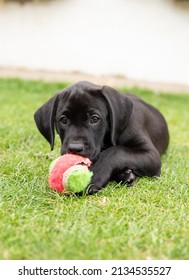 Cute Puppy Chewing A Ball