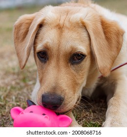 Cute Puppy Chewing His Pink Toy In The Back Yard 