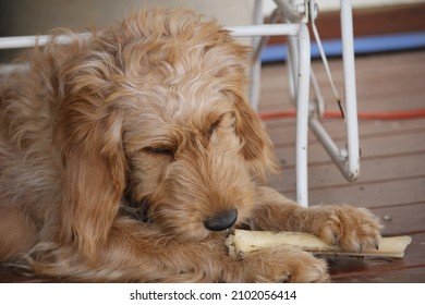 Cute Puppy Chewing On A Bone Treat