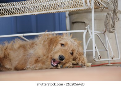 Cute Puppy Chewing On A Bone Treat