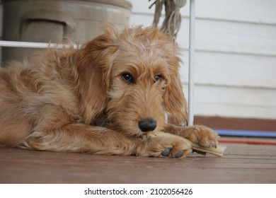 Cute Puppy Chewing On A Bone Treat