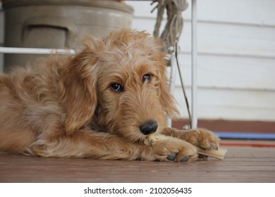 Cute Puppy Chewing On A Bone Treat