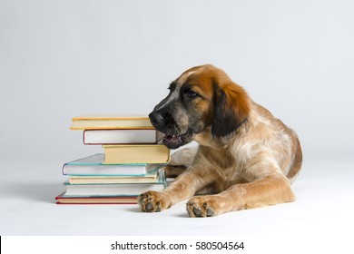 Cute Puppy Chewing The Pile Of Books Against White Background.