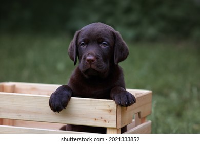 cute puppy of chocolate labrador retriever sitting in a wooden box in the village in the summer on the grass. puppy labrador retriever  2 months