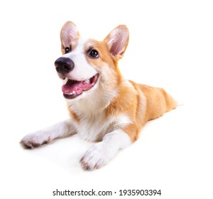 Cute Puppy Corgi Pembroke Isolate On White Background.